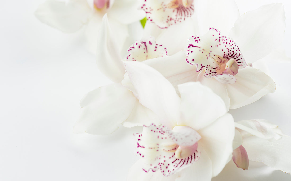 No orchids for Miss Blandish?