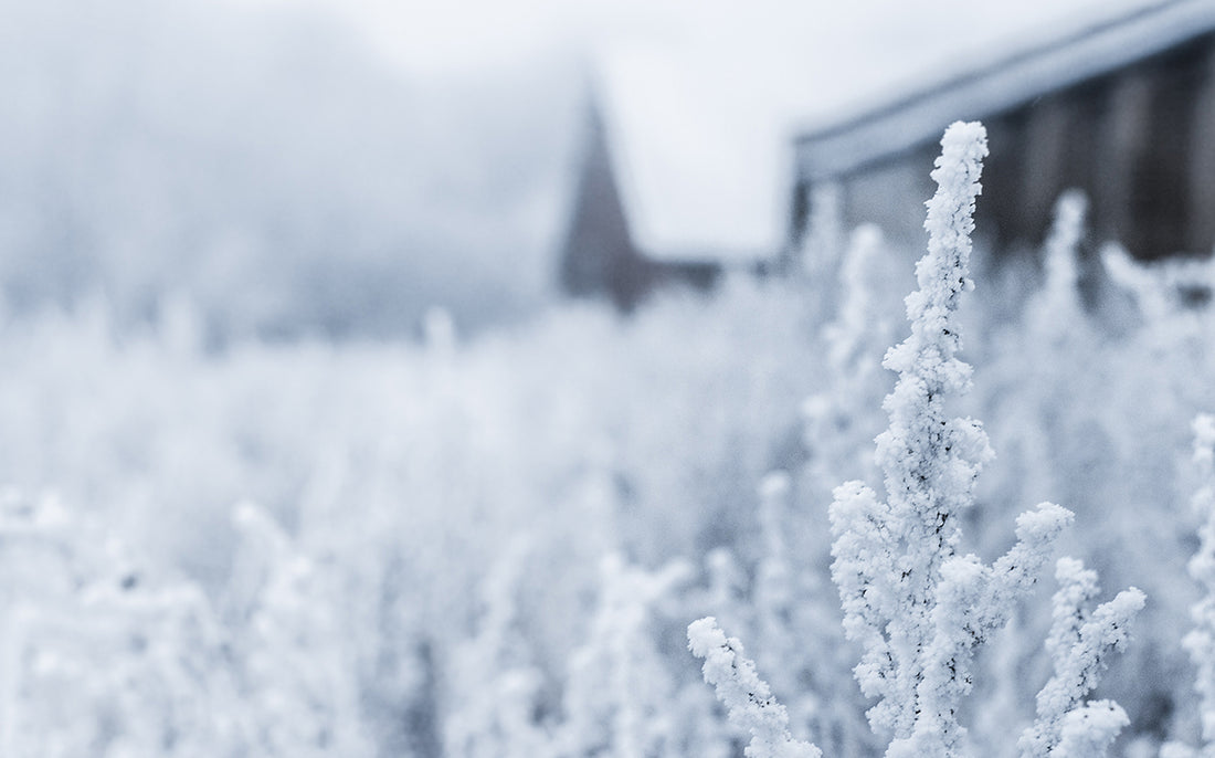 Snowflakes on the flowerbed